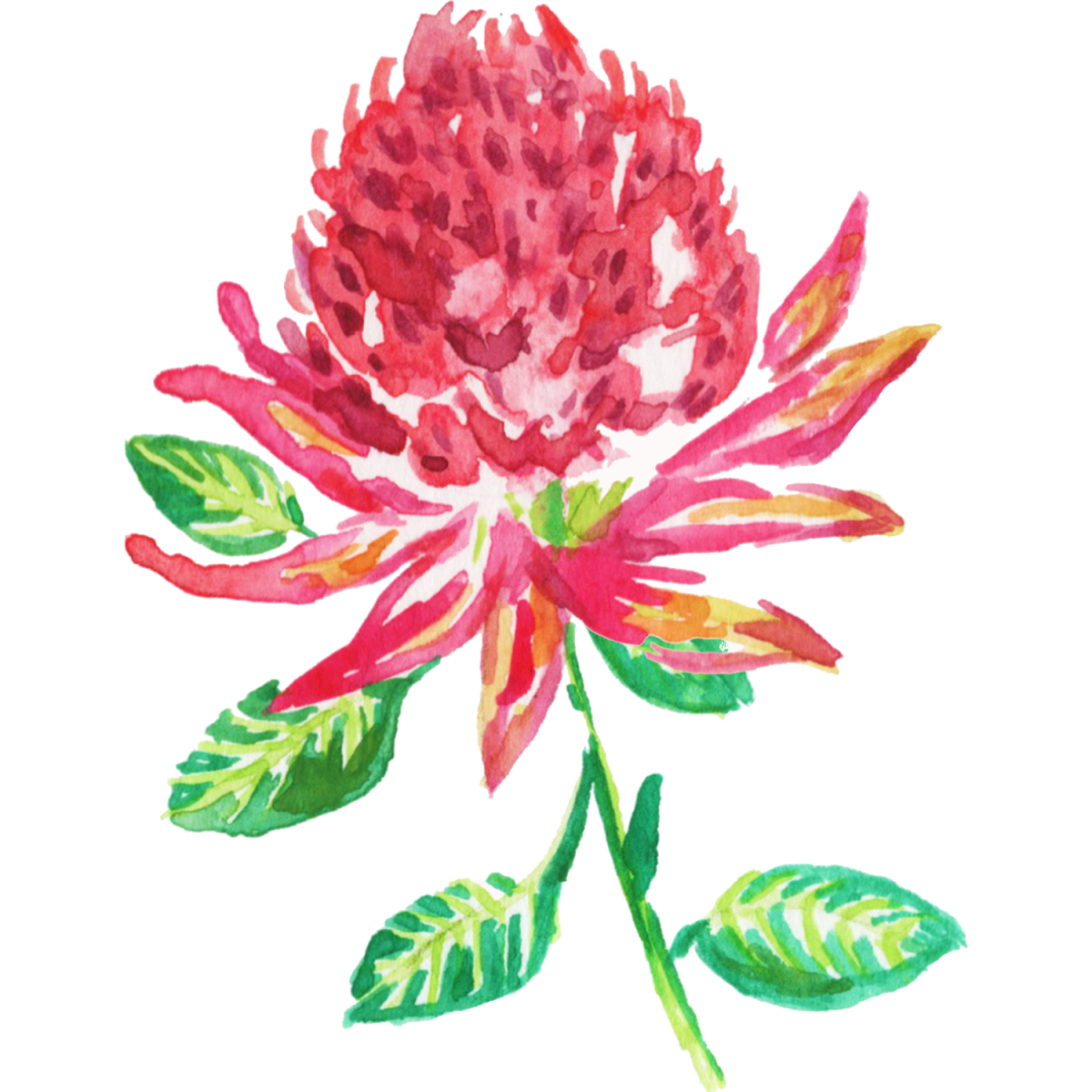 Australian Bush Flower Essences Cognis Essence 30mL ABFE Price